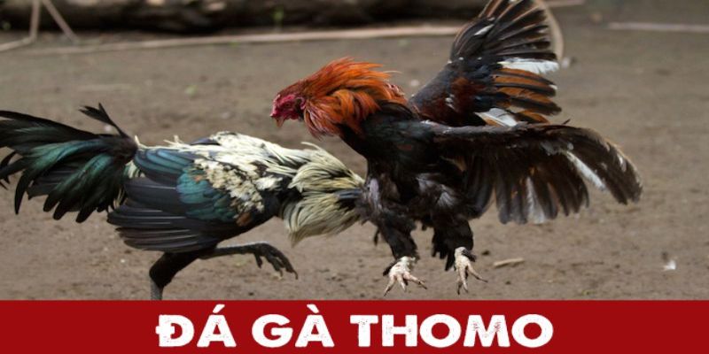 Đá gà Thomo Jun88