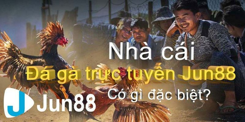 Ưu điểm chơi đá gà tại Jun88